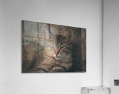 Sleepy Cat Acrylic Print