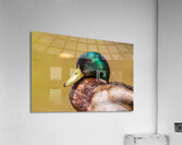 Mallard Portrait Acrylic Print