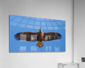 Juvenile Bald Eagle - Fresh Catch Acrylic Print