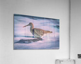 Willet - Gentle Waves Acrylic Print