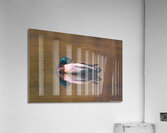 Sleeping Mallard - Solitude Acrylic Print