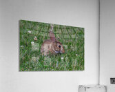 Backyard Bunny - Springtime Acrylic Print