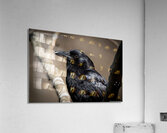  American Crow - Portrait Acrylic Print