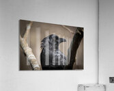 American Crow - Portrait 2 Acrylic Print