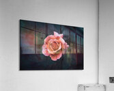 Rose - After Dusk Elegance Acrylic Print