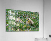 Canada Goose - Gosling Portrait Acrylic Print