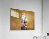 Red Shouldered Hawk - Perfect Pose Acrylic Print
