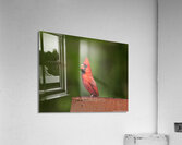 Singing Cardinal Acrylic Print