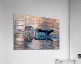 Reflections of a Wood Duck Acrylic Print