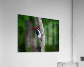Red Headed Woodpecker Acrylic Print