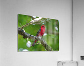 Scarlet Tanager Acrylic Print