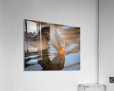 Graylag Goose - Reflection Acrylic Print