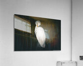  Great Egret - Preening Acrylic Print