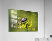 Tree Swallow - Looking Up Acrylic Print