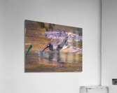 Solitary Sandpiper - Evening Sip Acrylic Print