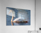 Swan Lake Acrylic Print