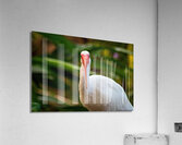 The Happy Ibis Acrylic Print