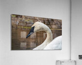 Trumpeter Swan Portrait Acrylic Print
