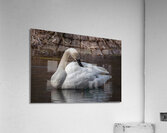 Preening Trumpeter Swan Acrylic Print
