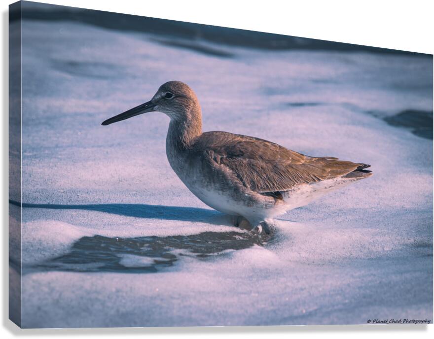 Willet - Gentle Waves Canvas Print