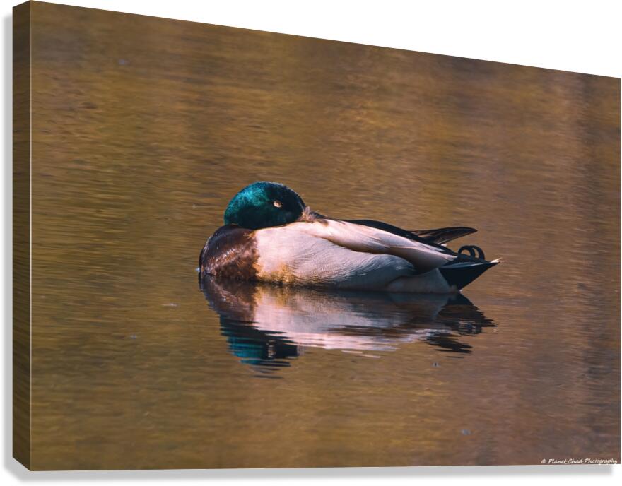 Sleeping Mallard - Solitude Canvas Print