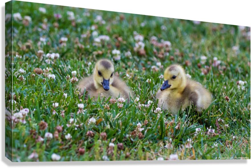 Canada Goose - Gosling Portrait Canvas Print