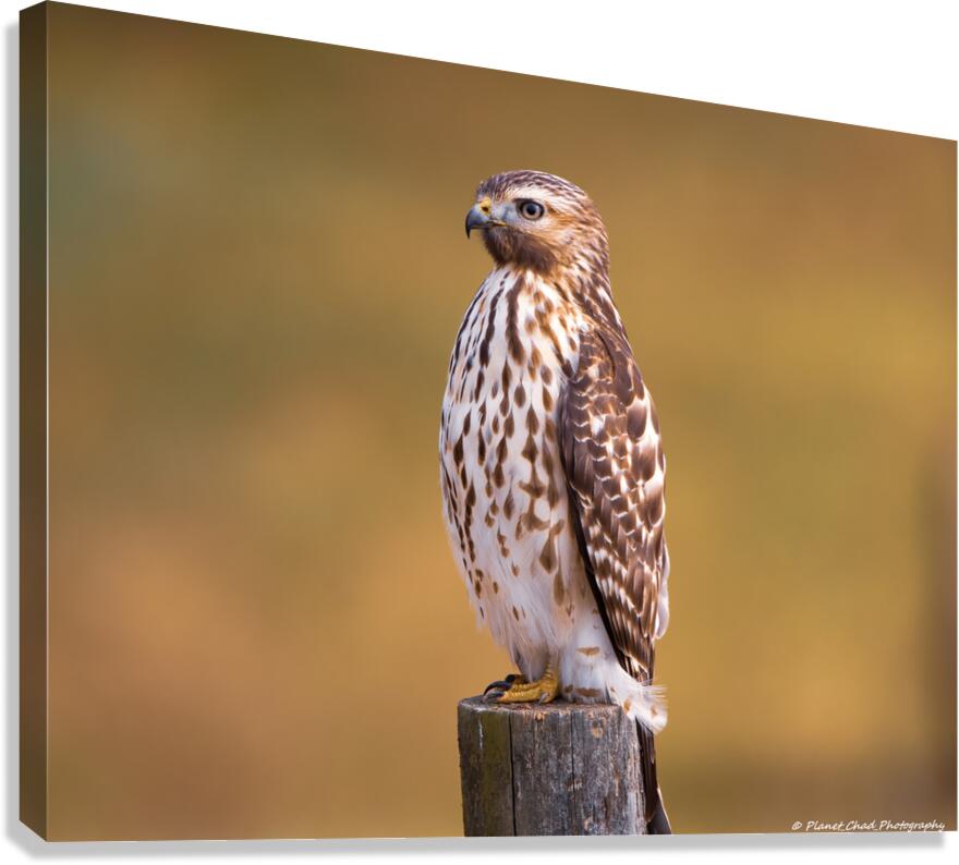 Red Shouldered Hawk - Perfect Pose Canvas Print