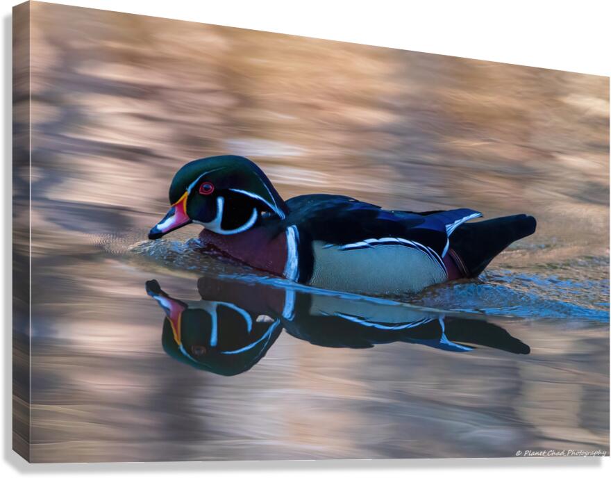 Reflections of a Wood Duck Canvas Print