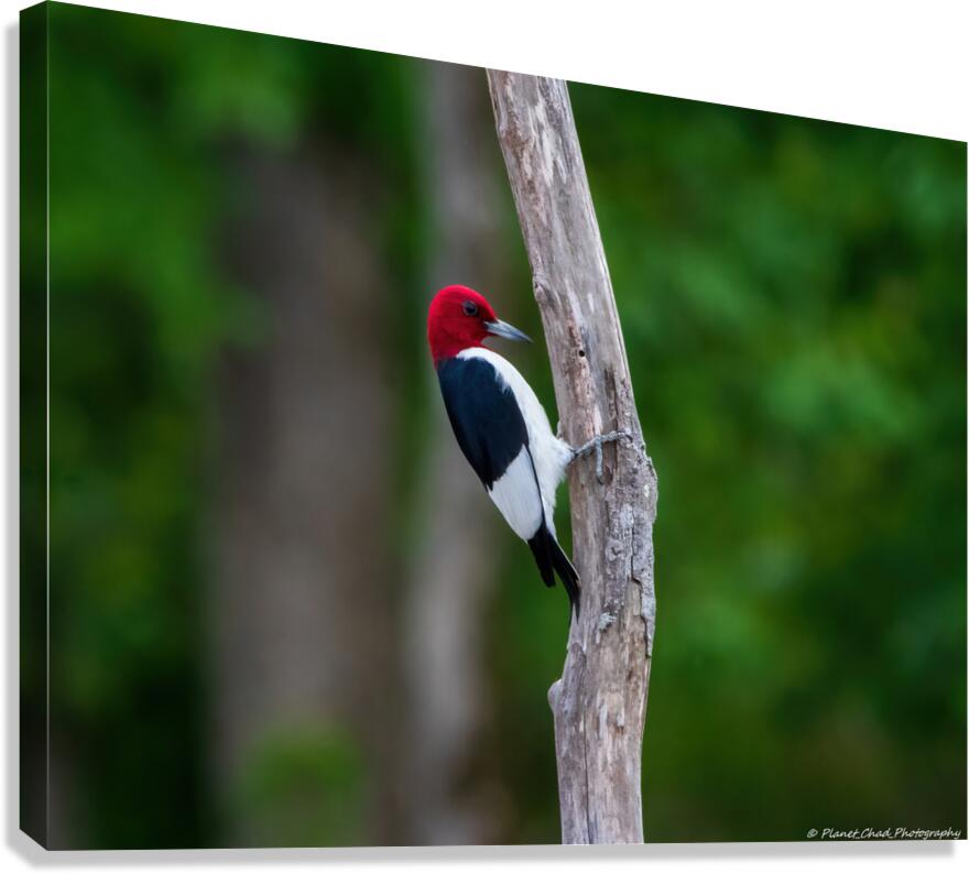 Red Headed Woodpecker Canvas Print