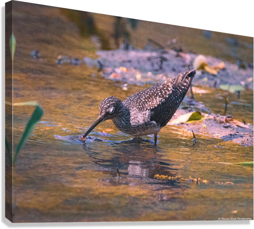 Solitary Sandpiper - Evening Sip Canvas Print