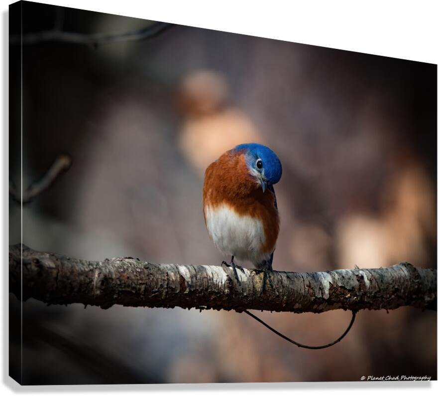 Eastern Bluebird - Inquisitive Canvas Print