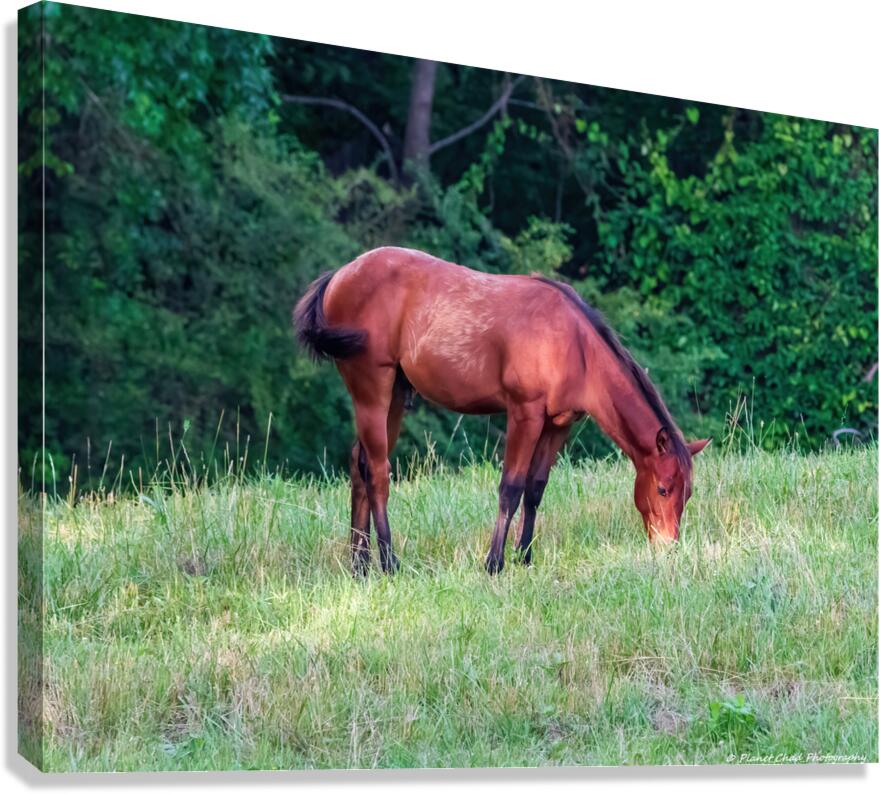 Grazing Horse Canvas Print