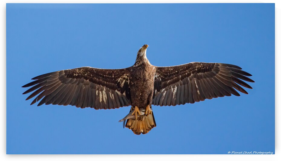 Juvenile Bald Eagle - Fresh Catch by Chad Meyer