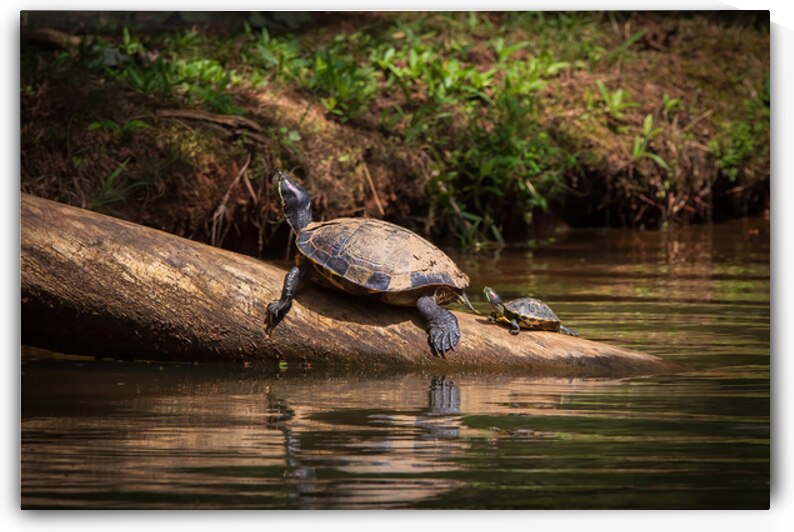 Family Time -Turtles in the Sun by Chad Meyer