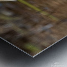 Trumpeter Swan Portrait Metal print