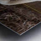 Preening Trumpeter Swan Metal print