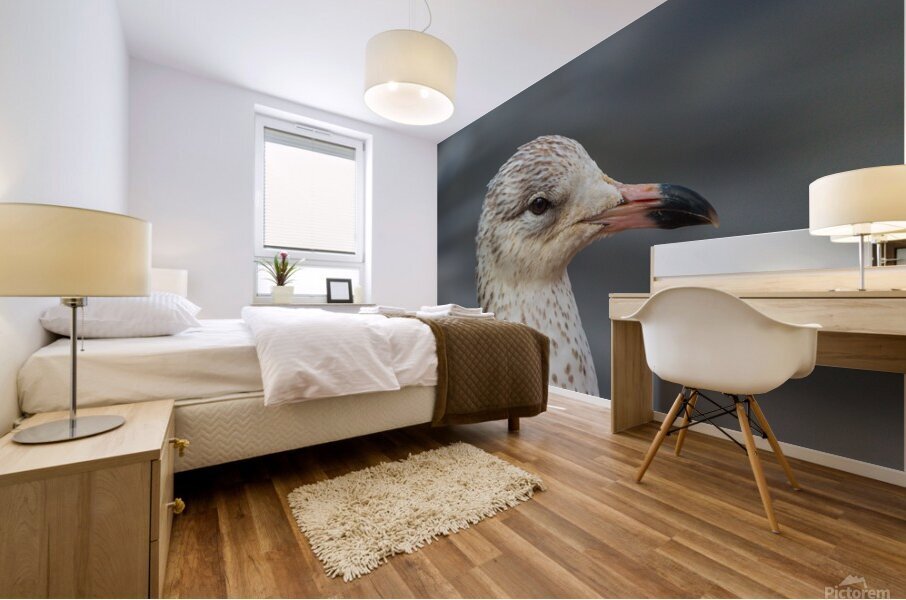 Young Gull Portrait Mural print