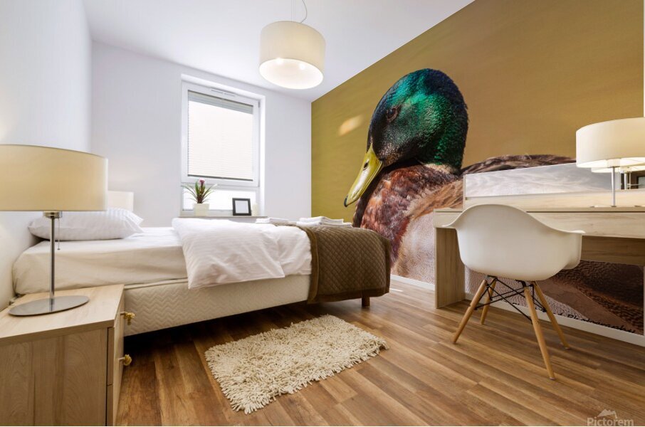 Mallard Portrait Mural print