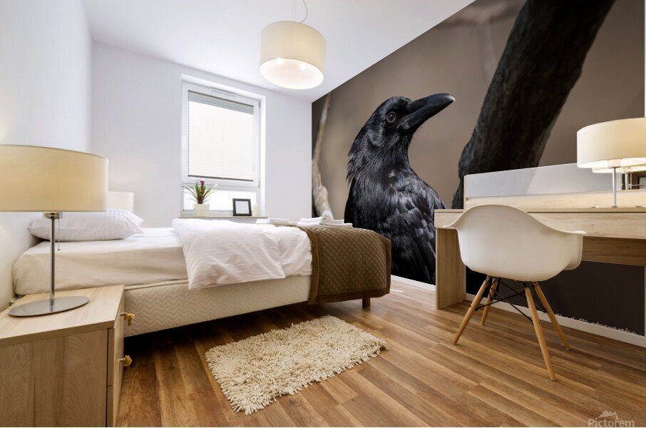 American Crow - Portrait 2 Mural print