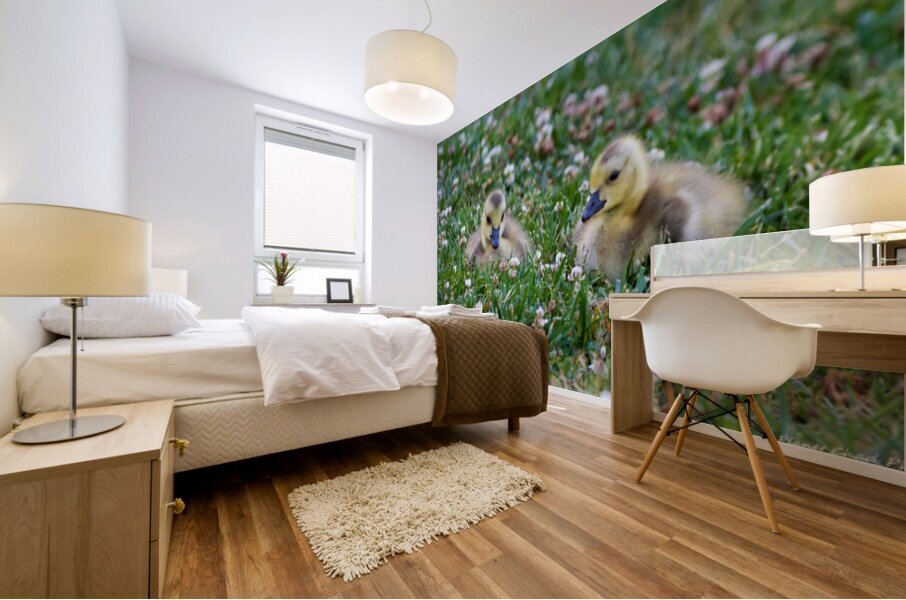 Canada Goose - Gosling Portrait Mural print