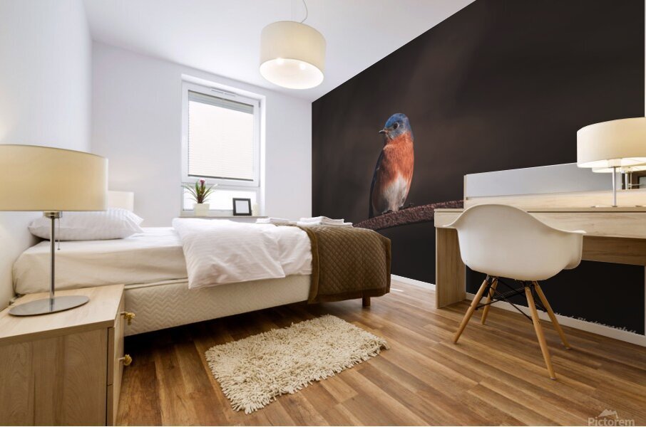 Eastern Bluebird - Springtime Mural print