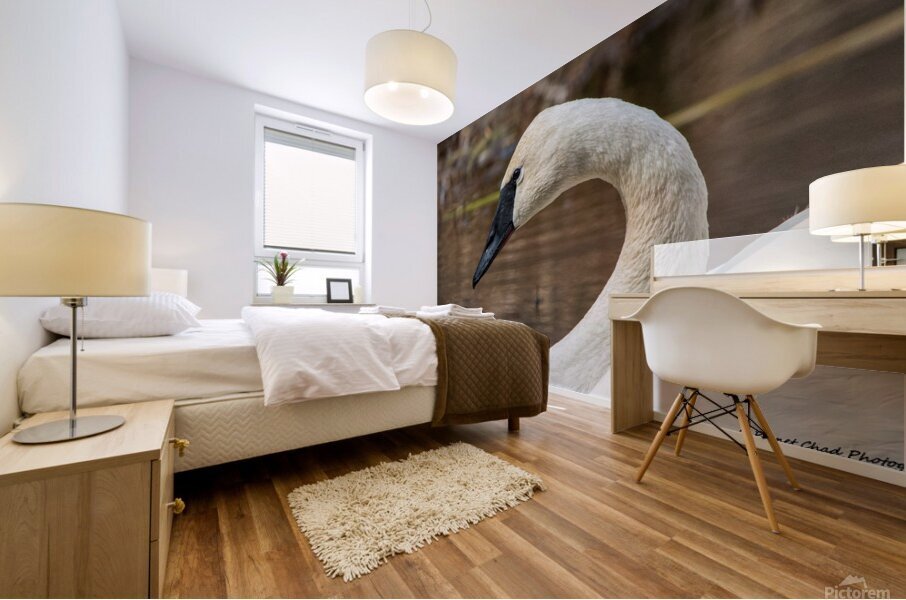 Trumpeter Swan Portrait Mural print