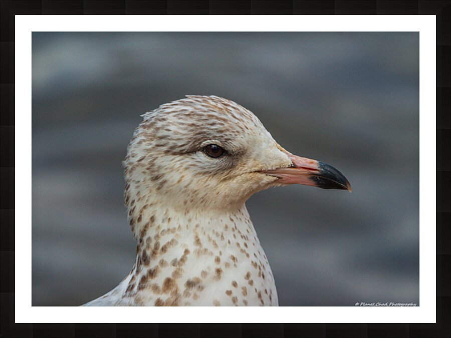 Young Gull Portrait Picture Frame print