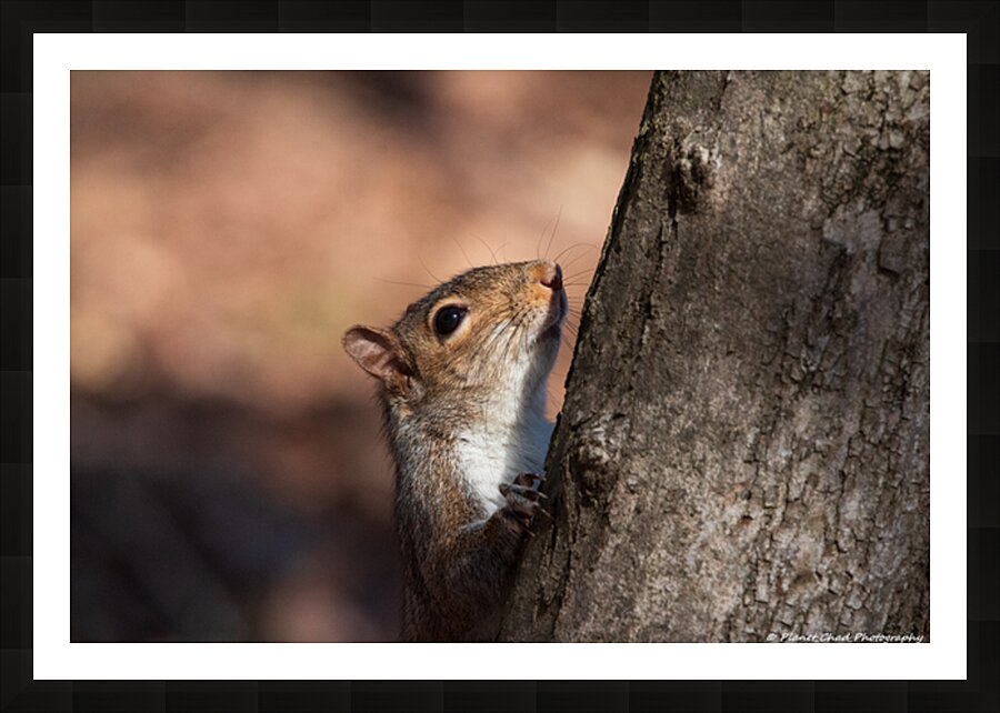 Squirrel in the Sunlight Picture Frame print