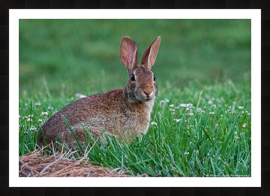 Backyard Bunny - Spring Days Picture Frame print