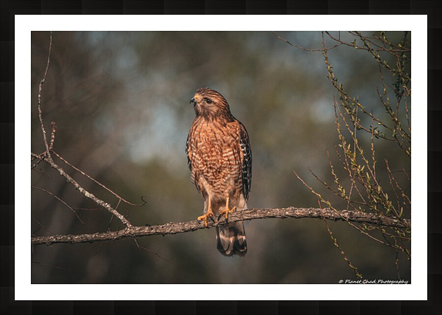 Curious Red Shouldered Hawk Picture Frame print
