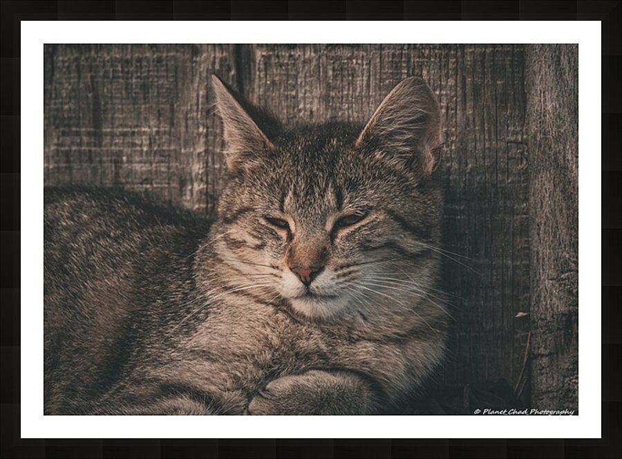 Sleepy Cat Picture Frame print