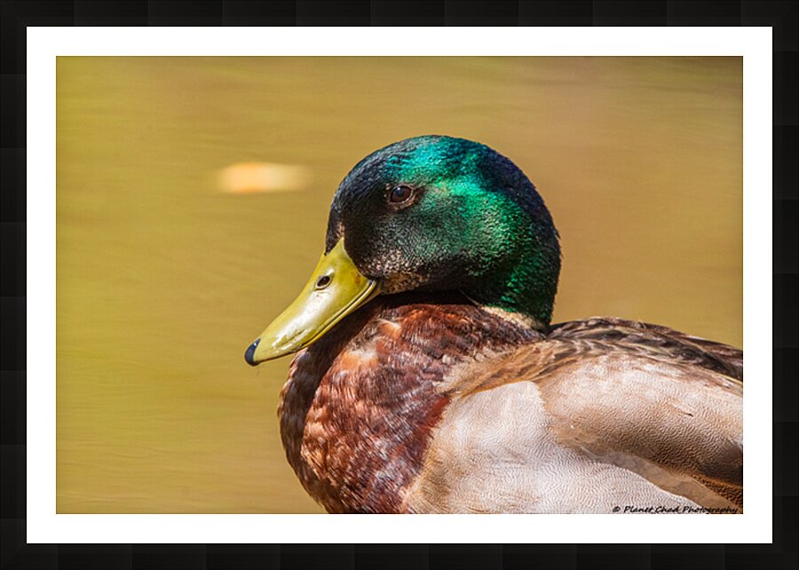 Mallard Portrait Picture Frame print