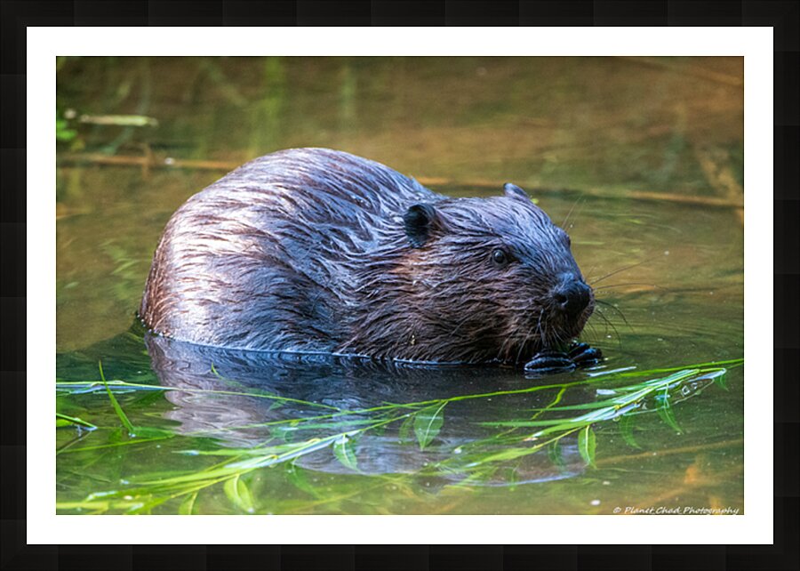 Hungry Beaver Picture Frame print