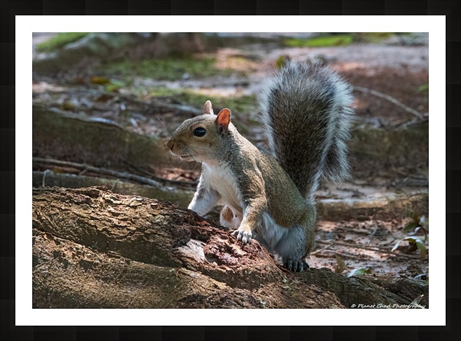 Curious Squirrel Picture Frame print